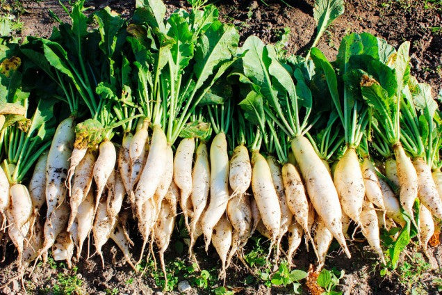 Nepal: ‘She Has Hope’ home receives 3 girls rescued from human trafficking; garden project successful