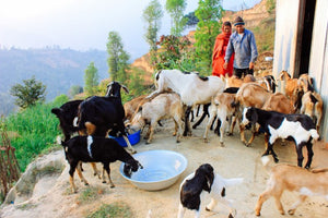 Nepal Update: Farmland diversifies; 3 women rescued from traffickers